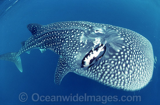 Whale Shark with scarring photo