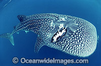 Whale Shark with scarring Photo - Gary Bell