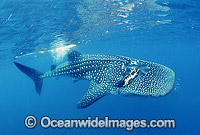 Whale Shark Rhincodon typus with scarring Photo - Gary Bell