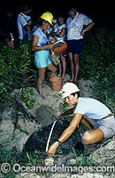Researchers measure Turtle carapace Photo - Gary Bell