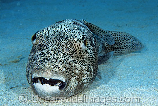 Starry Pufferfish Arothron stellatus photo