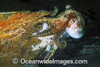 Pale Octopus with eggs Photo - Bill Boyle