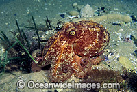 Pale Octopus Octopus pallidus Photo - Bill Boyle