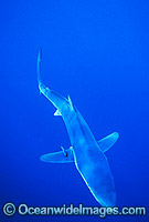 Blue Shark or Blue Whaler Photo - Chris & Monique Fallows