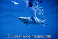 Blue Shark or Blue Whaler Photo - Chris & Monique Fallows
