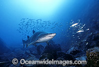 Grey Nurse Shark feeding on Mackeral Photo - Gary Bell