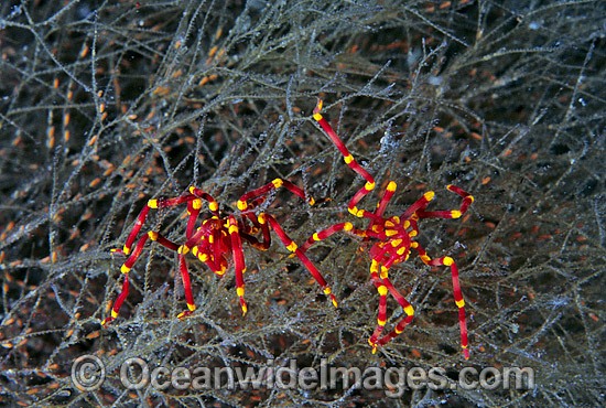 Sea Spider on bryozoa photo