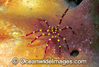 Sea Spider on Sponge Photo - Gary Bell