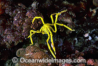 Sea Spider carrying eggs under abdomen Photo - Gary Bell