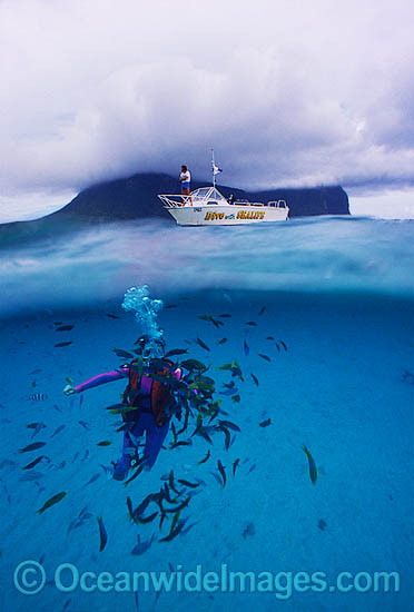 Scuba Diver Lord Howe Island photo