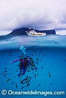 Scuba Diver Lord Howe Island Photo - Gary Bell