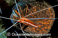 Yellow-margined Moray Eel Cleaner Shrimp Photo - Gary Bell