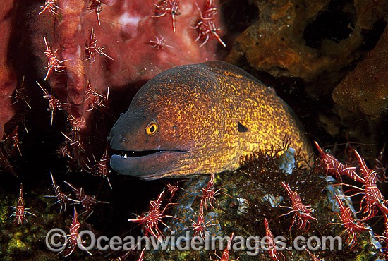 Yellow-margined Moray Eel being cleaned photo