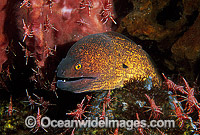 Yellow-margined Moray Eel being cleaned Photo - Gary Bell