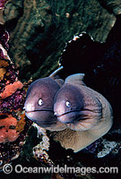 White-eyed Moray Eels Siderea thyrsoidea Photo - Gary Bell