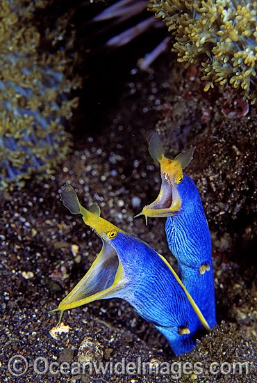 Pair of Blue Ribbon Eels photo