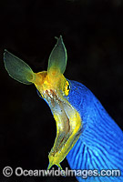 Blue Ribbon Eel Rhinomuraena quaesita Photo - Gary Bell