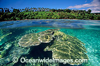 Palm fringed tropical island beach Photo - Gary Bell