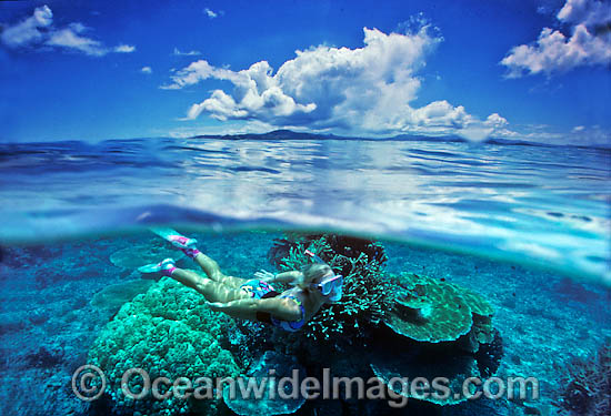 Coral Reef and Snorkeler photo