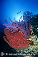 Scuba Diver and Fan coral Photo - Gary Bell