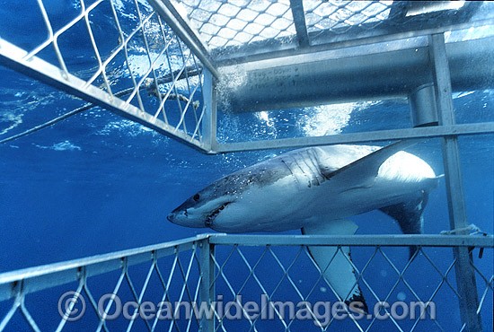 Great White Shark Shark cage photo