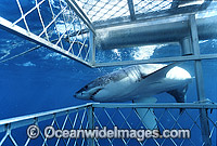 Great White Shark Shark cage Photo - Gary Bell