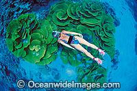 Snorkeler with Cabbage Coral Photo - Gary Bell