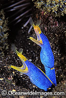 Pair of Blue Ribbon Eels Photo - Gary Bell