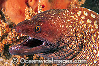 Saw-tooth Moray Eel Gymnothorax prionodon Photo - Gary Bell