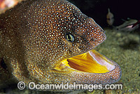 Yellow-mouth Moray Eel Gymnothorax nudivomer Photo - Gary Bell