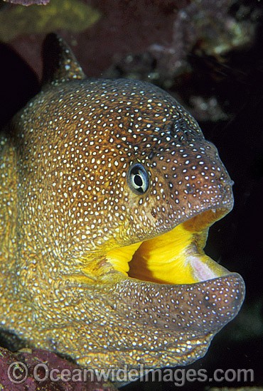 Yellow-mouth Moray Eel Gymnothorax nudivomer photo
