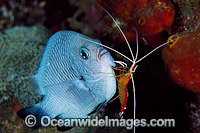 Cleaner Shrimp cleaning Humbug Photo - Gary Bell