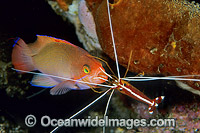 Cleaner Shrimp cleaning Pink Basslet Photo - Gary Bell