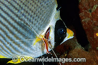 Cleaner Shrimp cleaning Eye-patch Butterflyfish Photo - Gary Bell