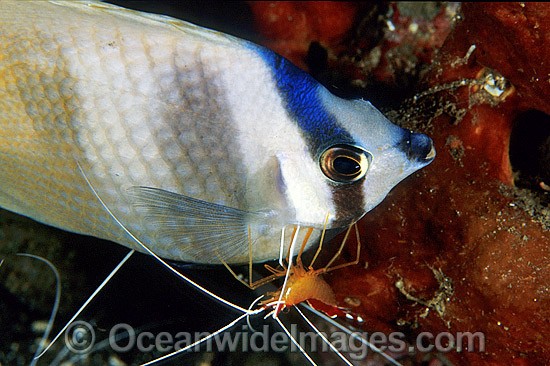 Cleaner Shrimp cleaning Latticed Butterflyfish photo