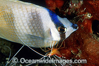Cleaner Shrimp cleaning Latticed Butterflyfish Photo - Gary Bell