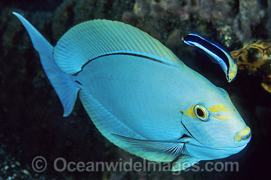 Cleaner Wrasse cleaning Surgeonfish photo