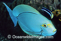Cleaner Wrasse cleaning Surgeonfish Photo - Gary Bell