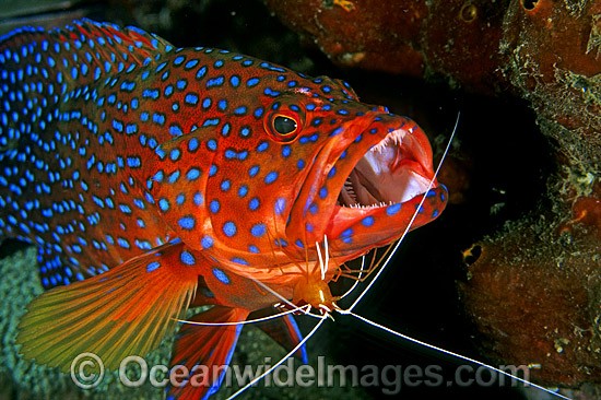 Cleaner Shrimp cleaning Coral Grouper photo