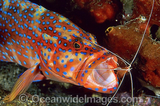 Shrimp cleaning mouth of Coral Grouper photo