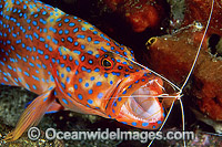 Shrimp cleaning mouth of Coral Grouper Photo - Gary Bell