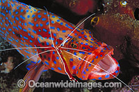Cleaner Shrimp cleaning Coral Grouper Photo - Gary Bell
