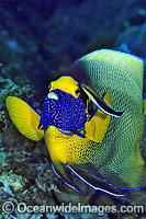 Cleaner Wrasse cleaning Blue-face Angelfish Photo - Gary Bell