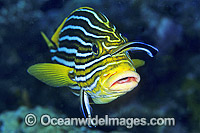 Wrasse cleaning Yellow-ribbon Sweetlips Photo - Gary Bell