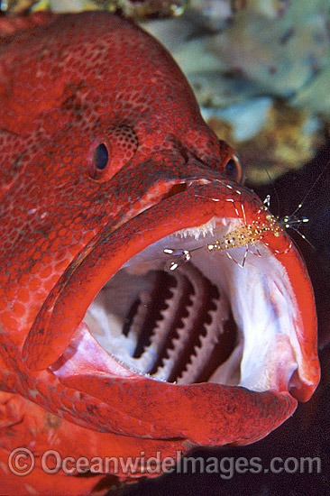 Cleaner Shrimp cleaning Tomato Grouper photo