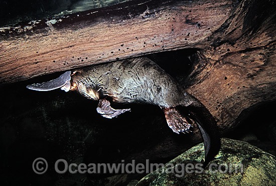 Platypus in rainforest stream photo