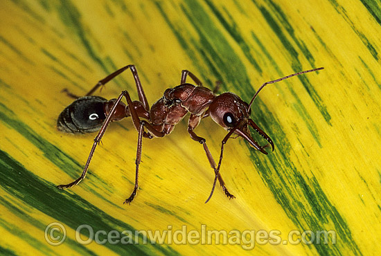 Bull Ant Myrmecia nigrocincta photo