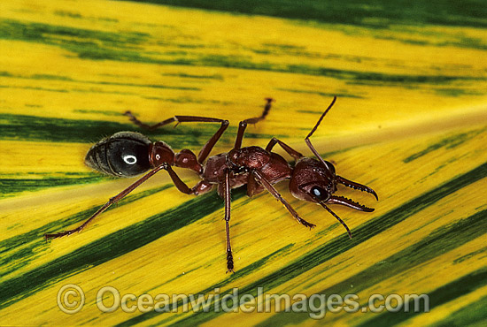 Bull Ant Myrmecia nigrocincta photo