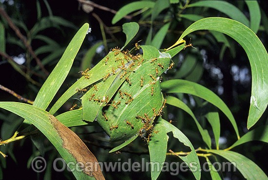 Green tree ants on leaf nest photo