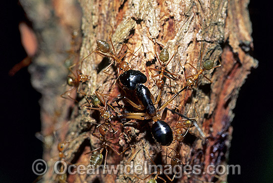 Green tree ants attacking Bull Ant photo